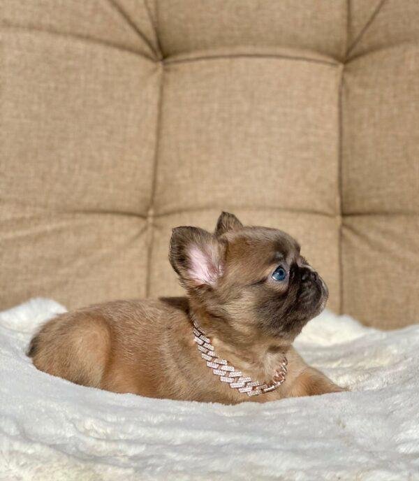 Bulldog Francés Fluffy Fawn Precio - Image 3