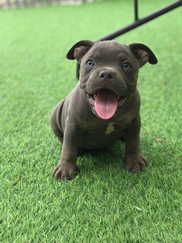 American Bully Precio - Image 2