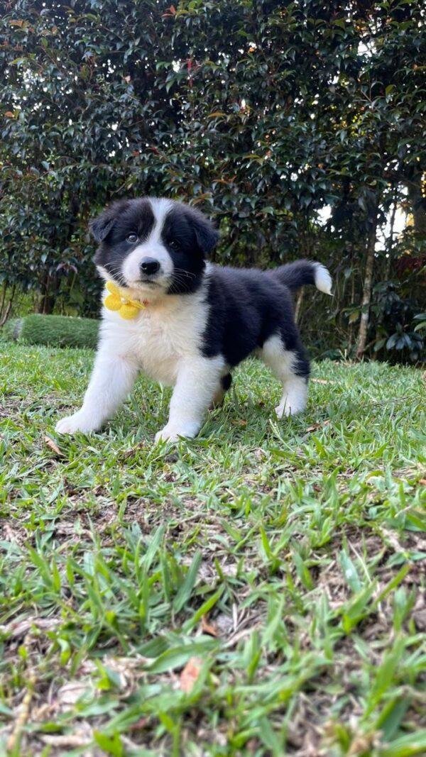 Border collie Tradicional Precio - Image 2