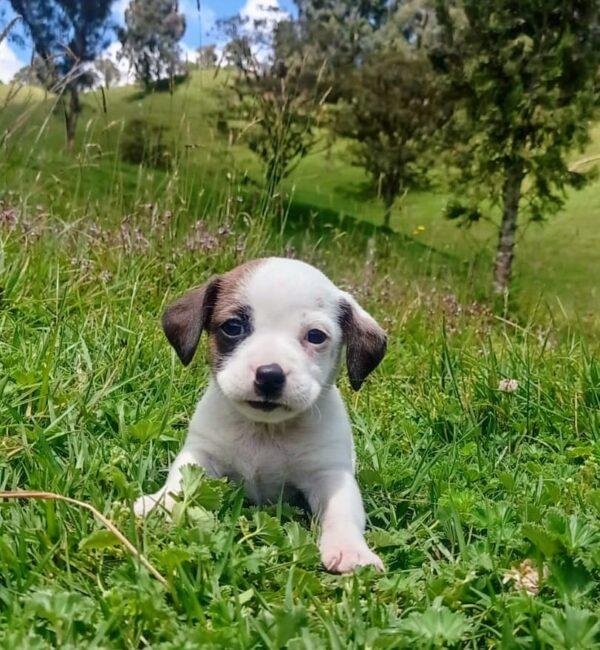 Jack Russell Terrier Precio Ibagué