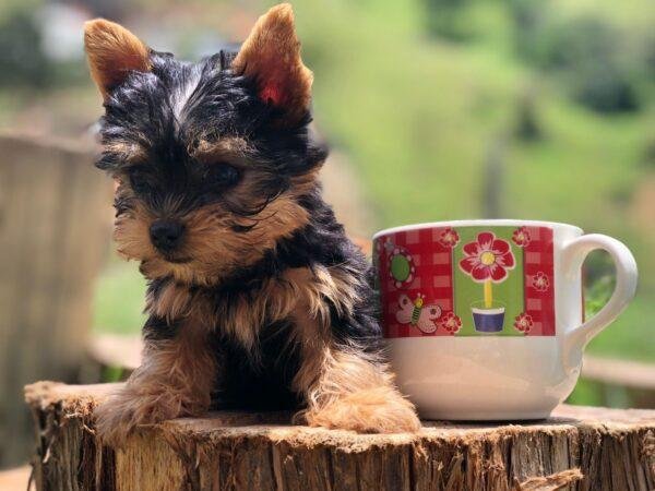 Yorkshire Mini precio