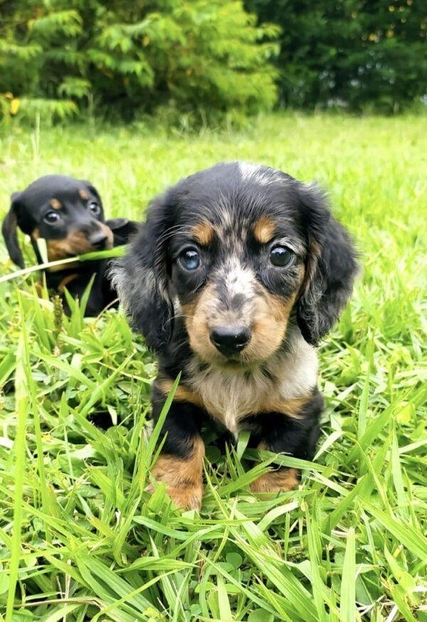 Dachshund Teckel Mini Pelo Largo Precio