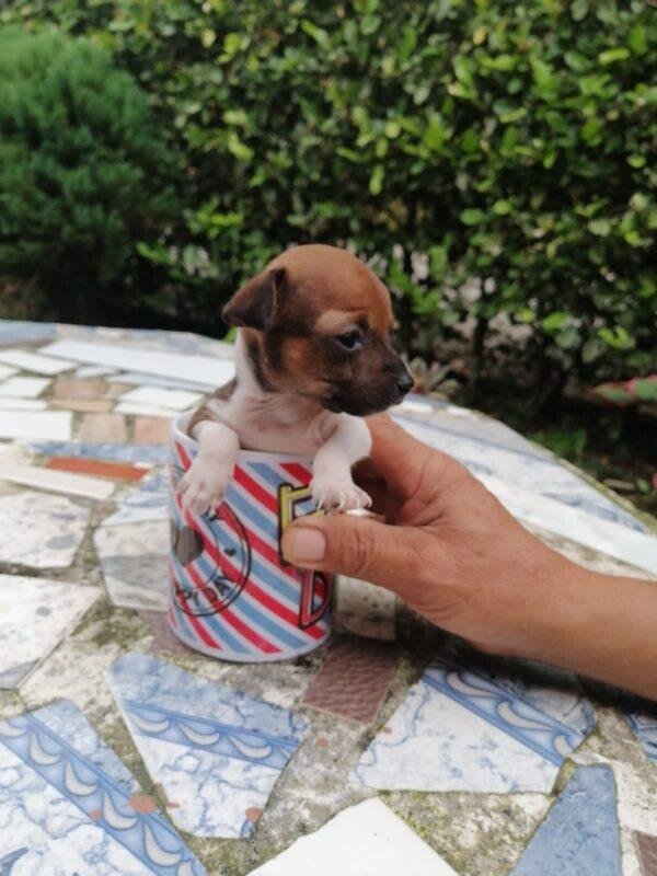 Pincher bolsillero precio