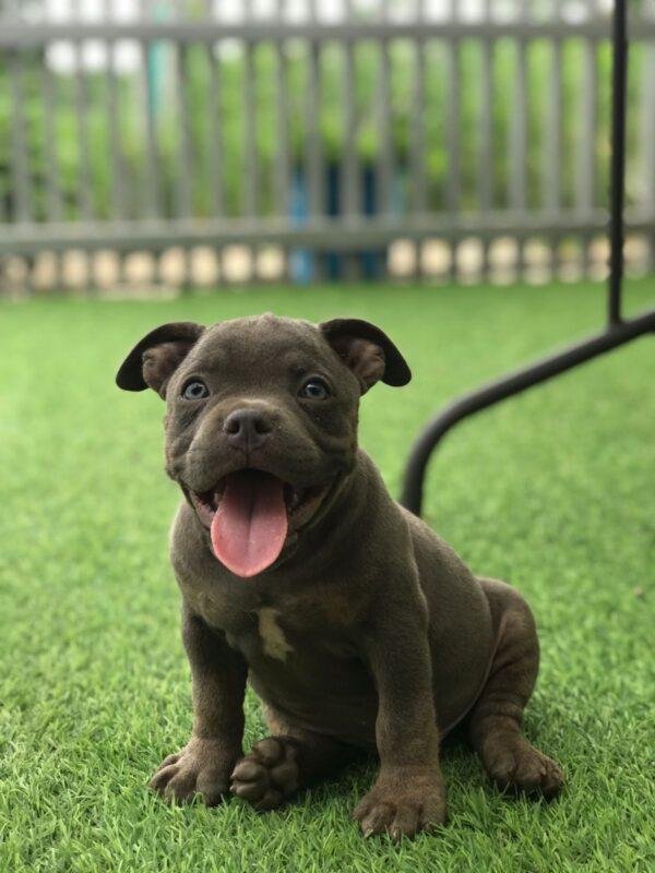American Bully Precio
