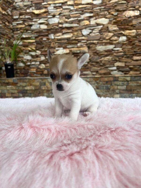 Chihuahua Mini Precio - Image 3