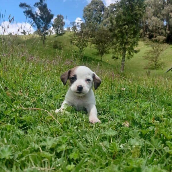 Jack Russell Terrier Precio Ibagué - Image 2