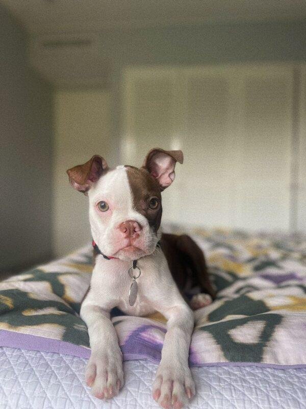 Criadero Boston Terrier Rojo Precio