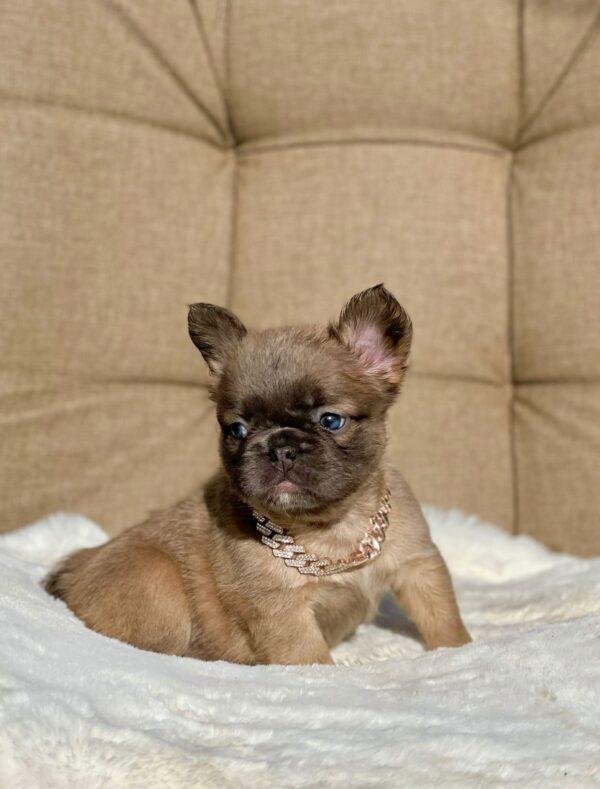 Bulldog Francés Fluffy Fawn Precio