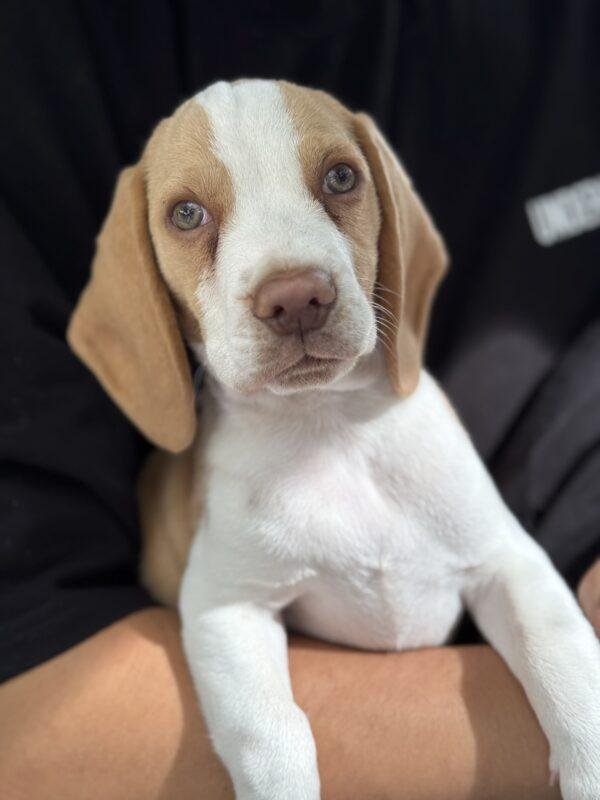 Criadero Beagle Limón
