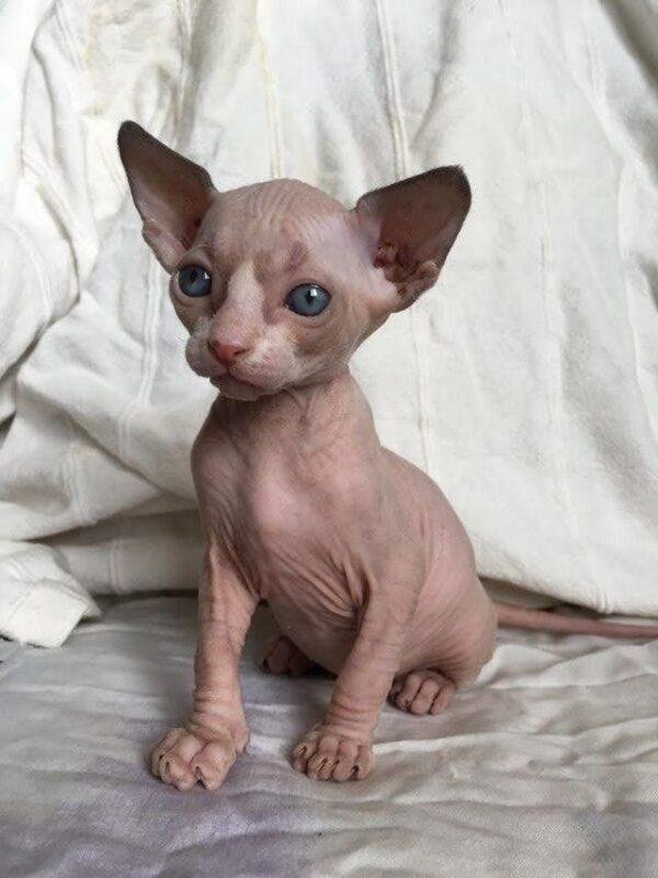 Gato Esfinge Precio