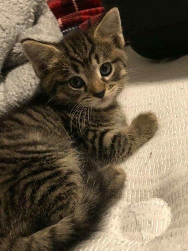 Gato Bengalí Precio
