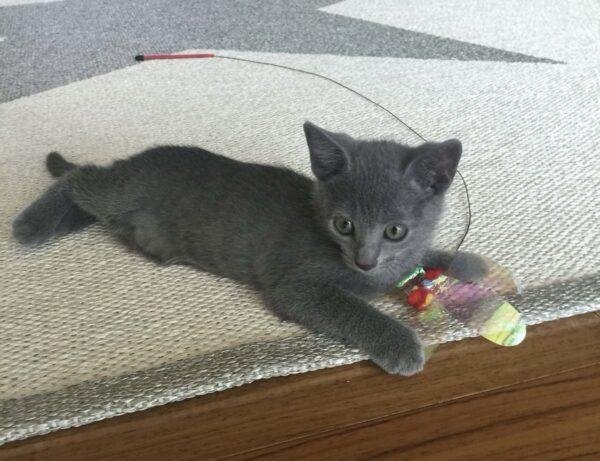 Criadero Gato Ruso Azul Medellín