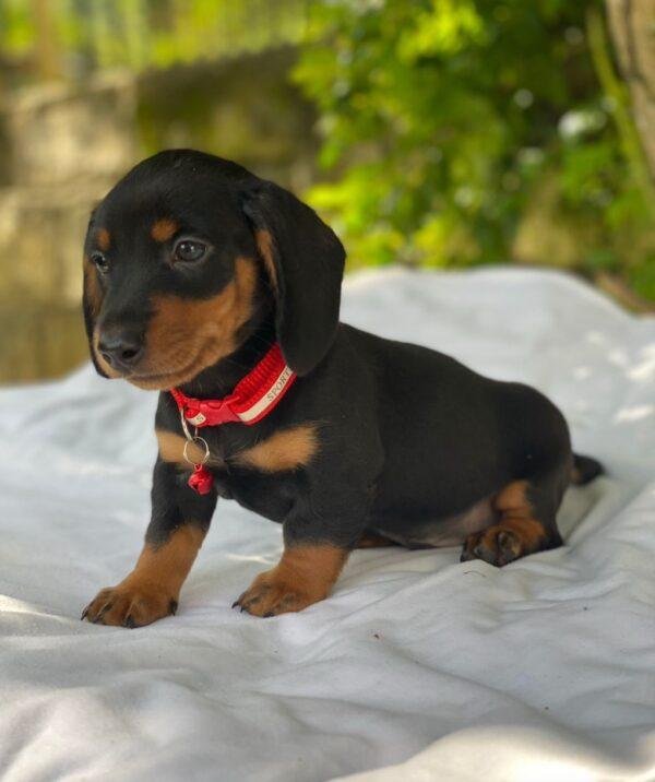 Criadero Dachshund Teckel Negro Fuego Mini Rionegro