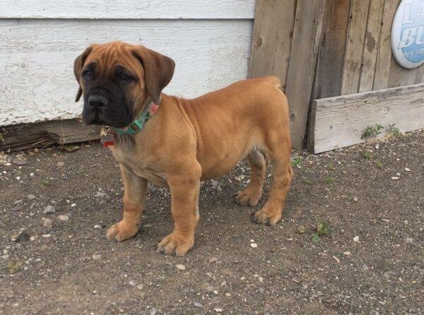 Criadero Fila Brasileiro Precio