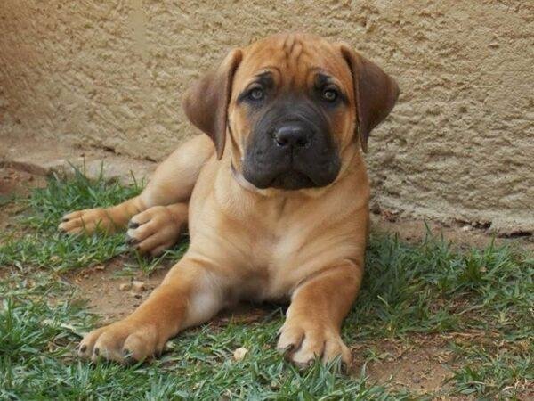 Fila Brasileiro Precio Colombia