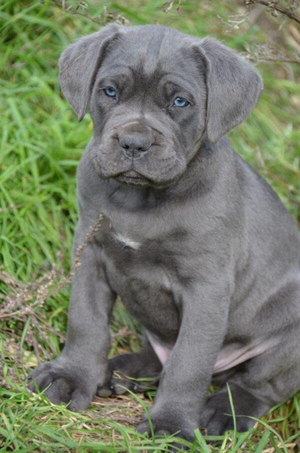 Cane Corso En Venta