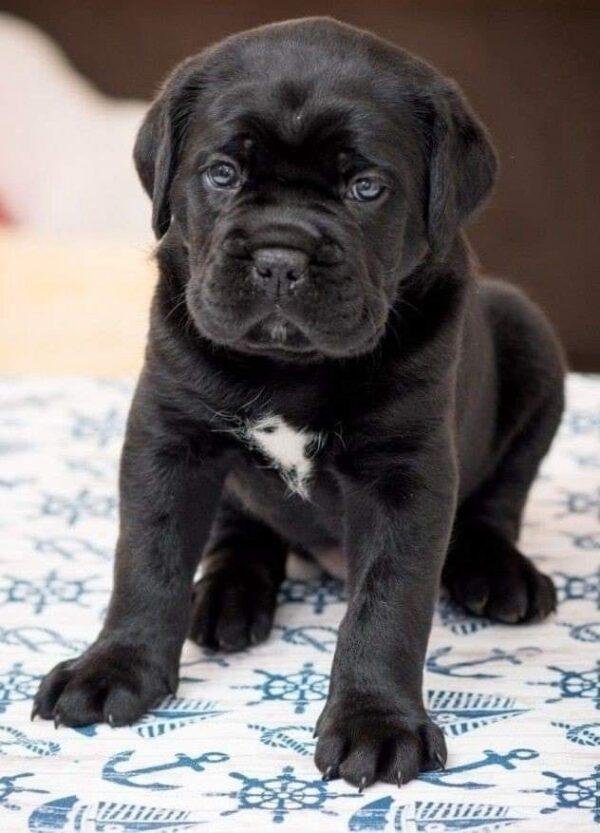 Criadero Cane Corso
