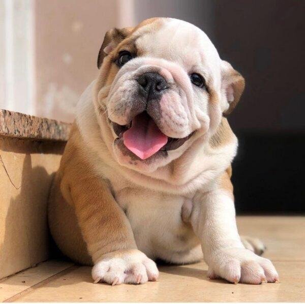 Bulldog Inglés Precio