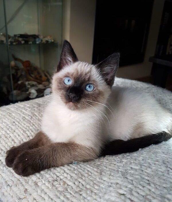 Gato Siamés Precio Colombia