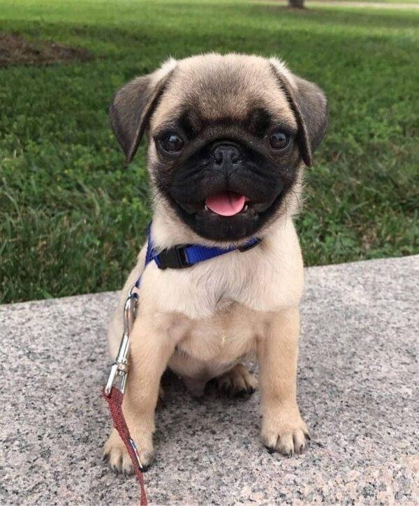 Pug En Venta