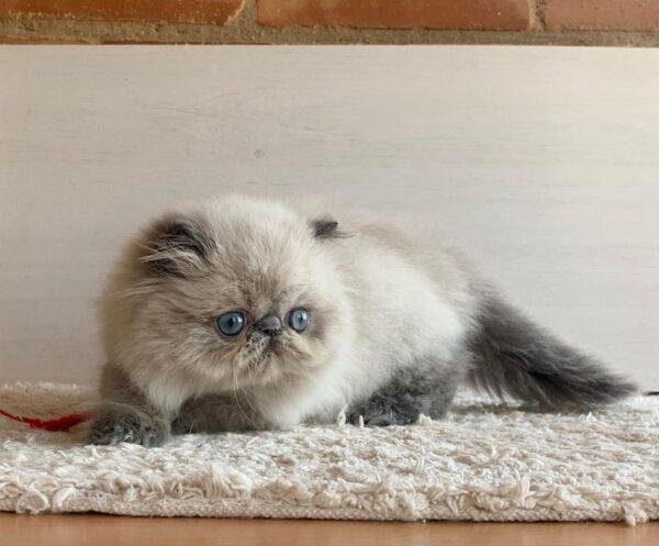 Gato Persa Pereira