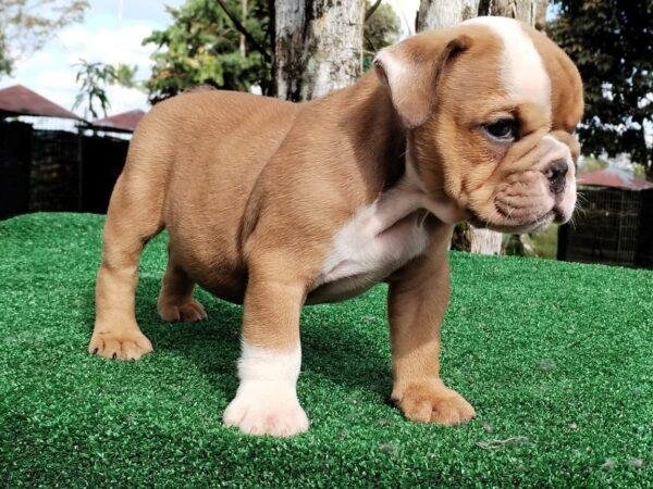 Venta Bulldog Inglés Precio