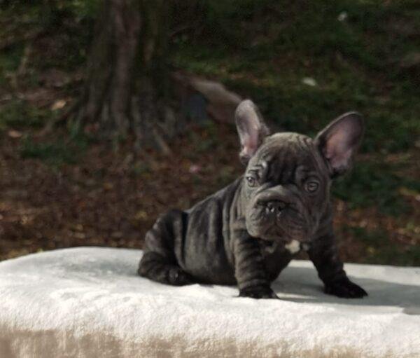 Bulldog Francés Big Rope en Venta - Image 3