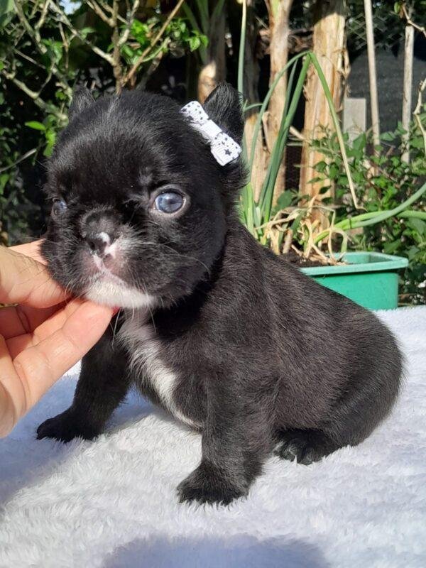 Bulldog Francés Fluffy Precio