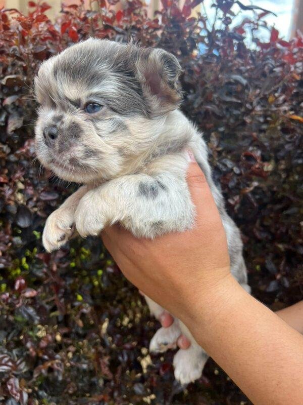 Criadero Bulldog Francés Fluffy - Image 4