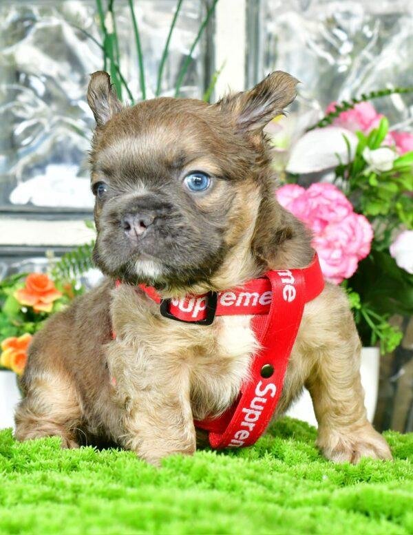 Cachorros Bulldog Francés Fluffy en Venta