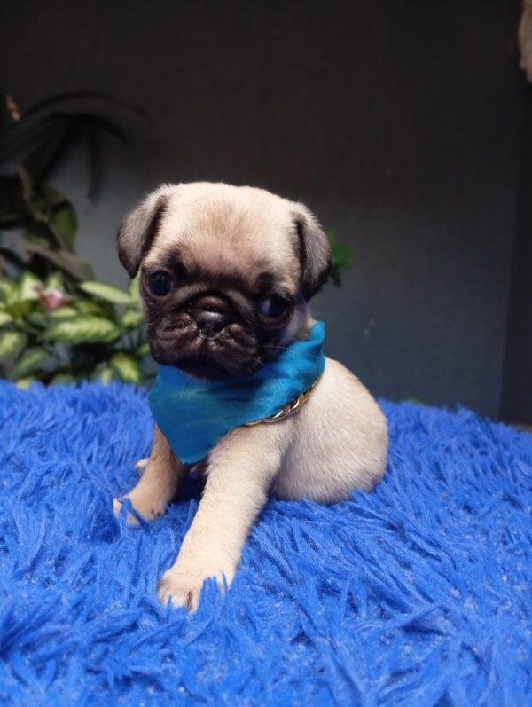 Criadero perros Pug