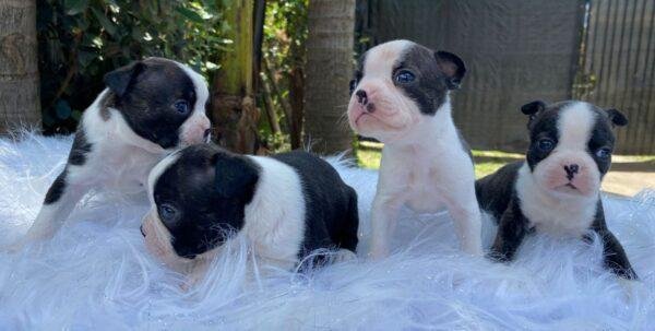 Cachorros Boston Terrier en Venta