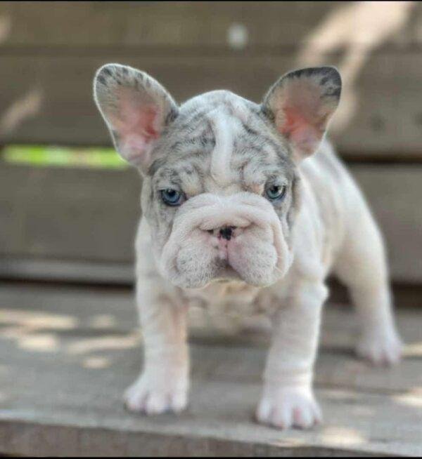 Precio Bulldog Francés Big Rope Pied Blue Merle - Image 2