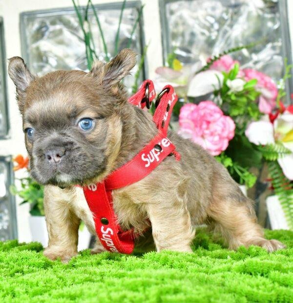 Cachorros Bulldog Francés Fluffy en Venta - Image 3