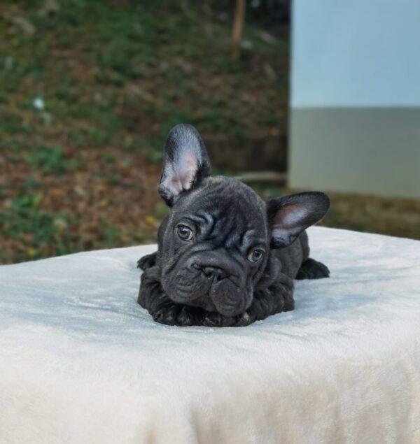 Bulldog Francés Big Rope en Venta