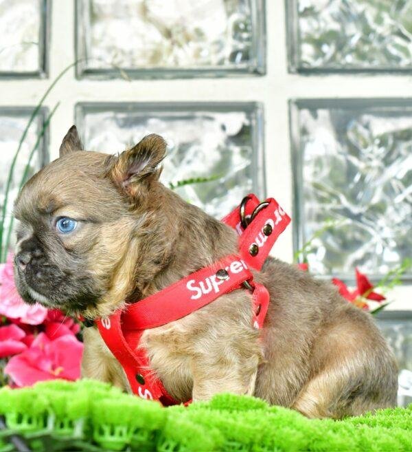 Cachorros Bulldog Francés Fluffy en Venta - Image 4