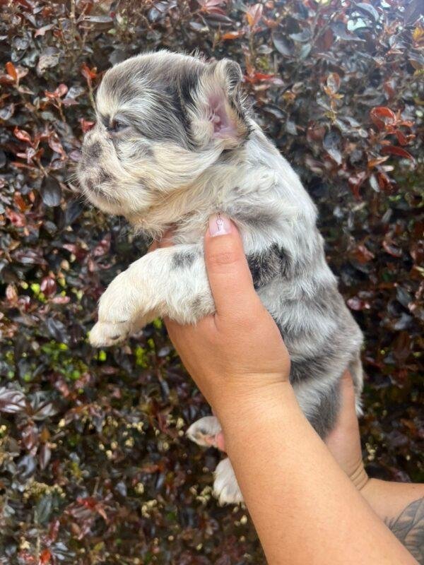 Criadero Bulldog Francés Fluffy