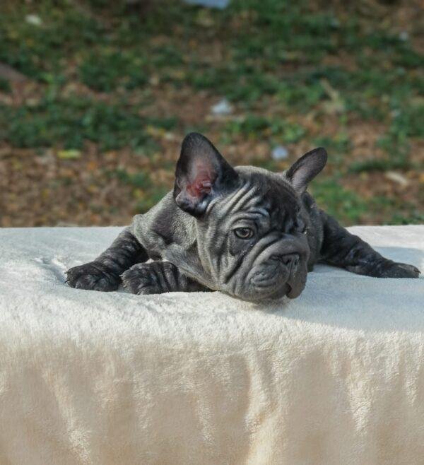 Bulldog Francés Big Rope en Venta - Image 2