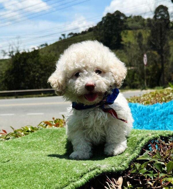 Venta de French Poodle Mini Toy