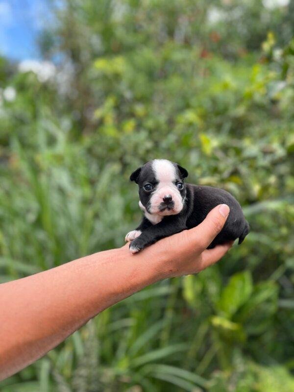 Boston Terrier Precio - Image 4
