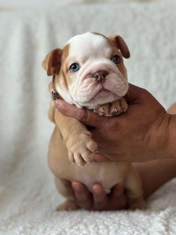 Venta Cachorros Bulldog Inglés