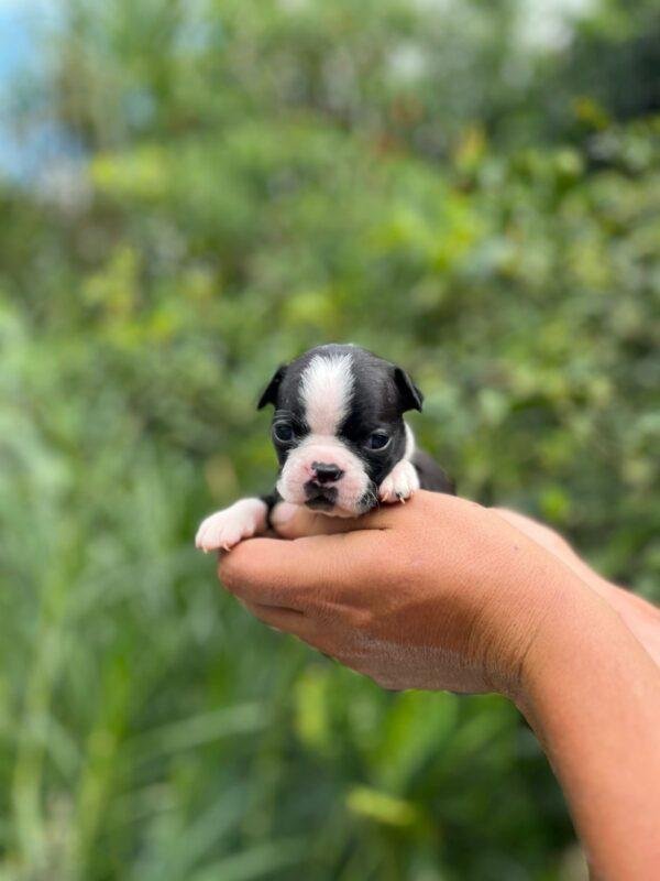 Boston Terrier Precio - Image 2