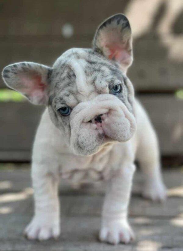 Precio Bulldog Francés Big Rope Pied Blue Merle