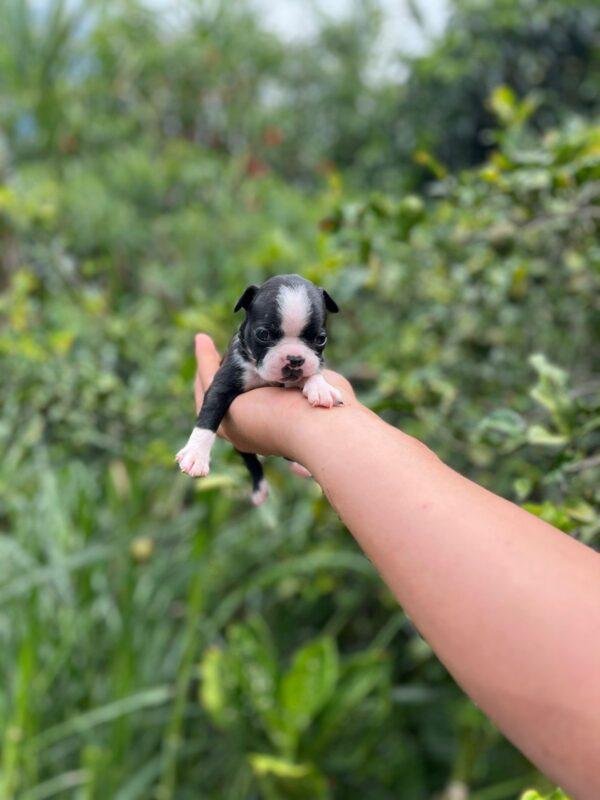 Boston Terrier Precio - Image 3
