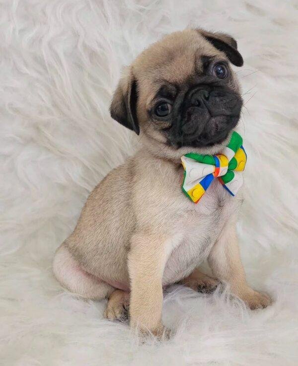 Precio Cachorros Pug