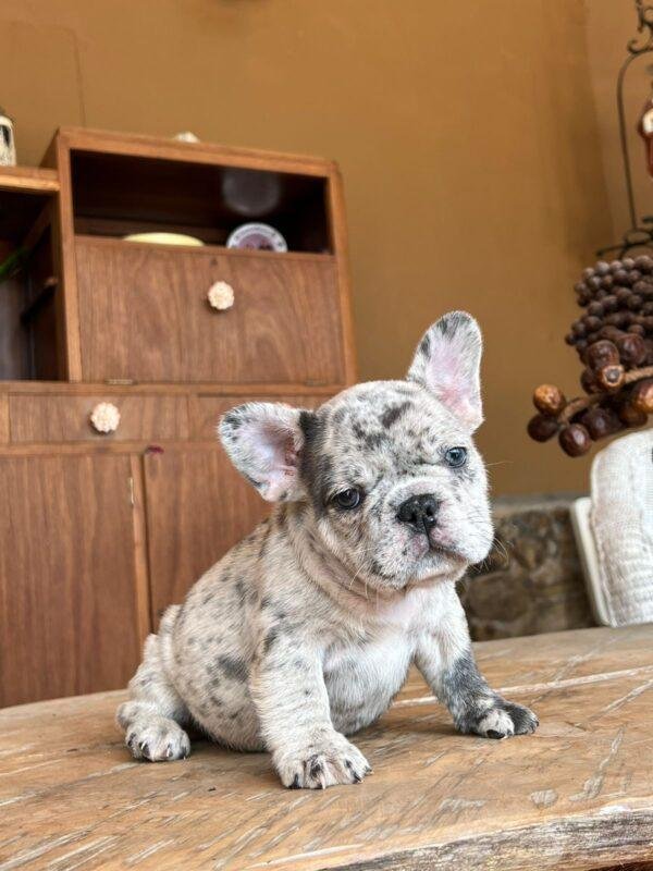 Bulldog francés Blue merle precio