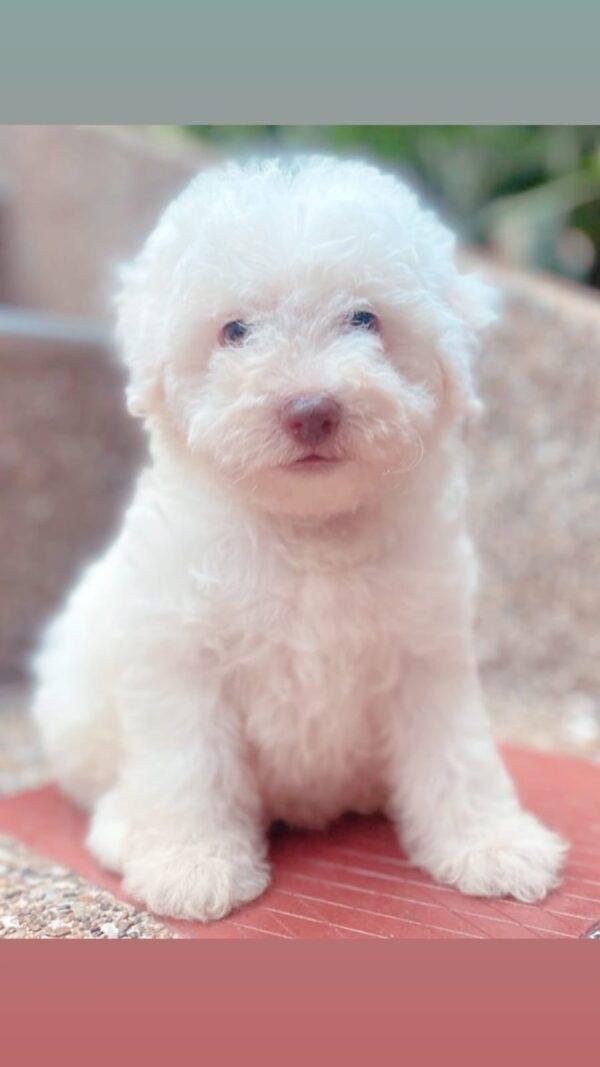 Cachorros French Poodle Mini Toy