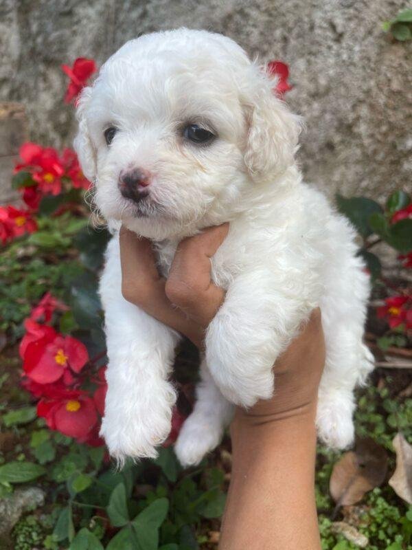 Perros French Poodle Mini Toy