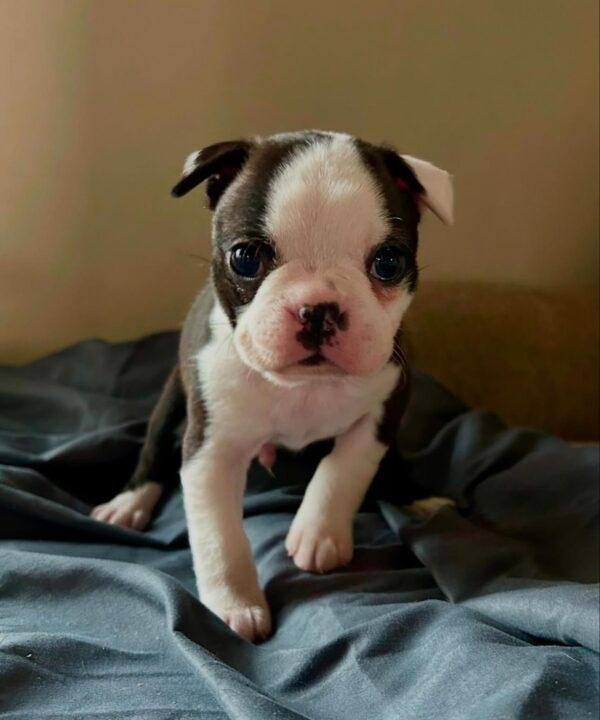 Criadero Cachorros Boston Terrier Rojo