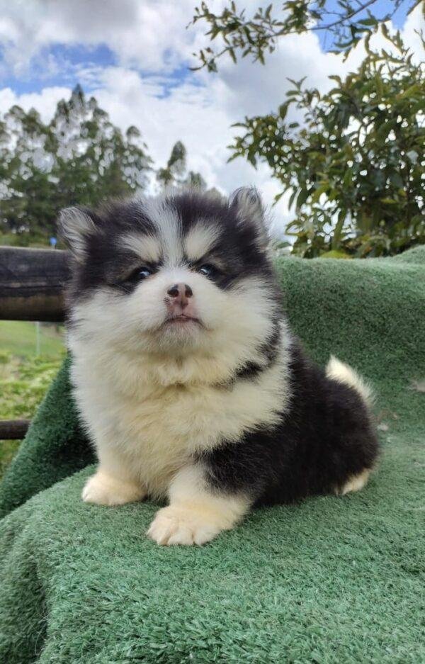 Venta Cachorros Pomsky